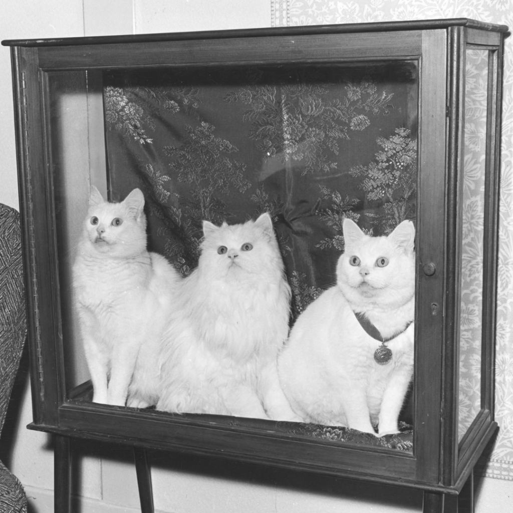 The world’s first cat show