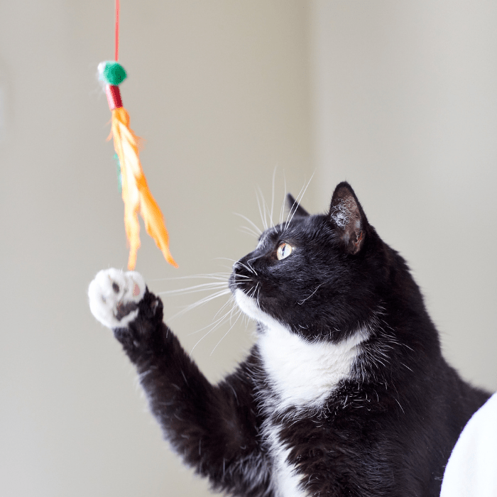Make a fishing rod for your cat