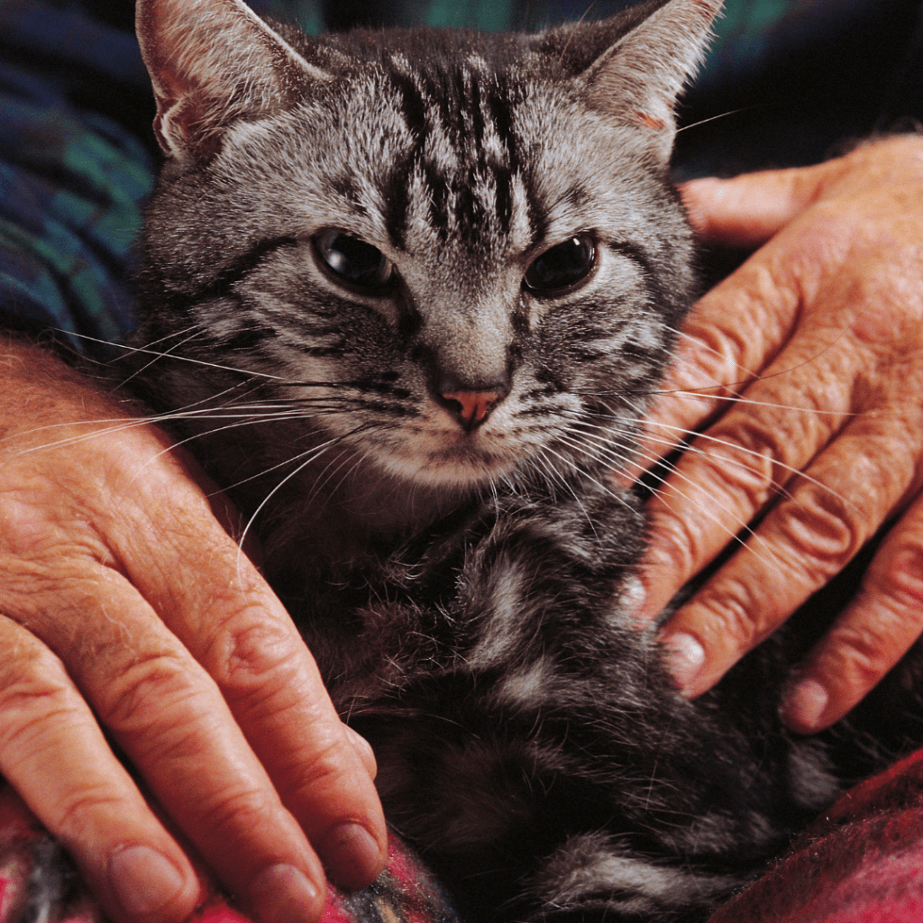 Taking care of elderly cats