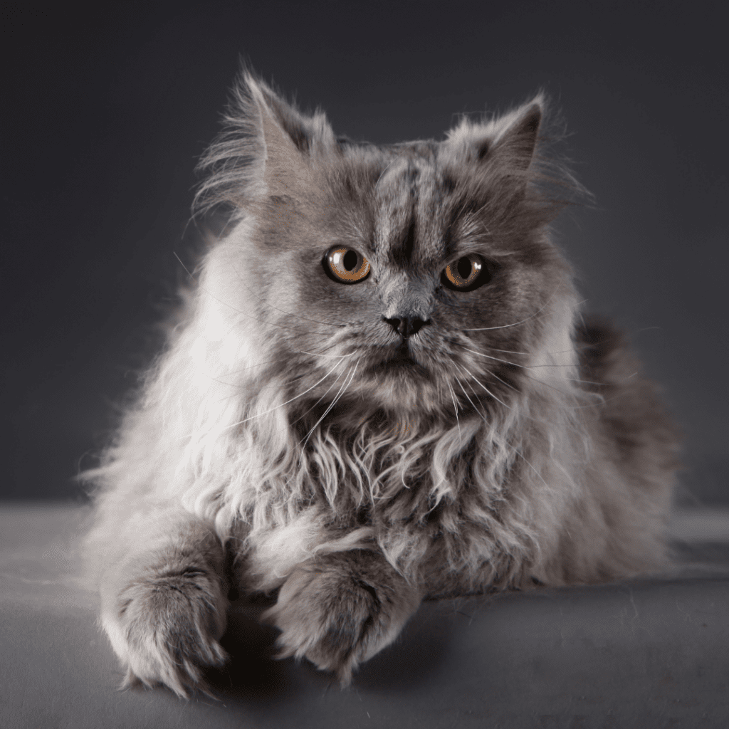 The Persian Cat. Star of films, art and living rooms.￼
